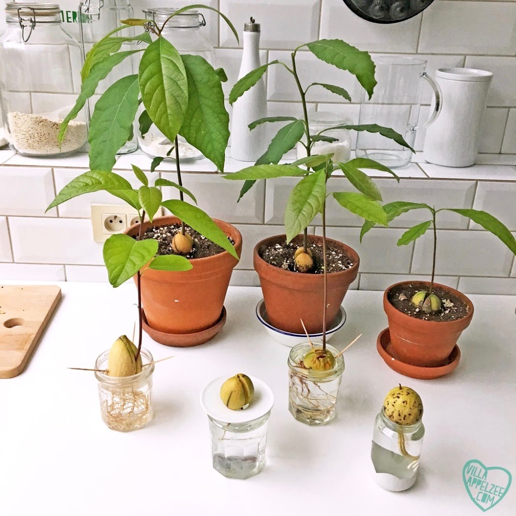 Een hele familie avocado planten, dankzij de baggie methode